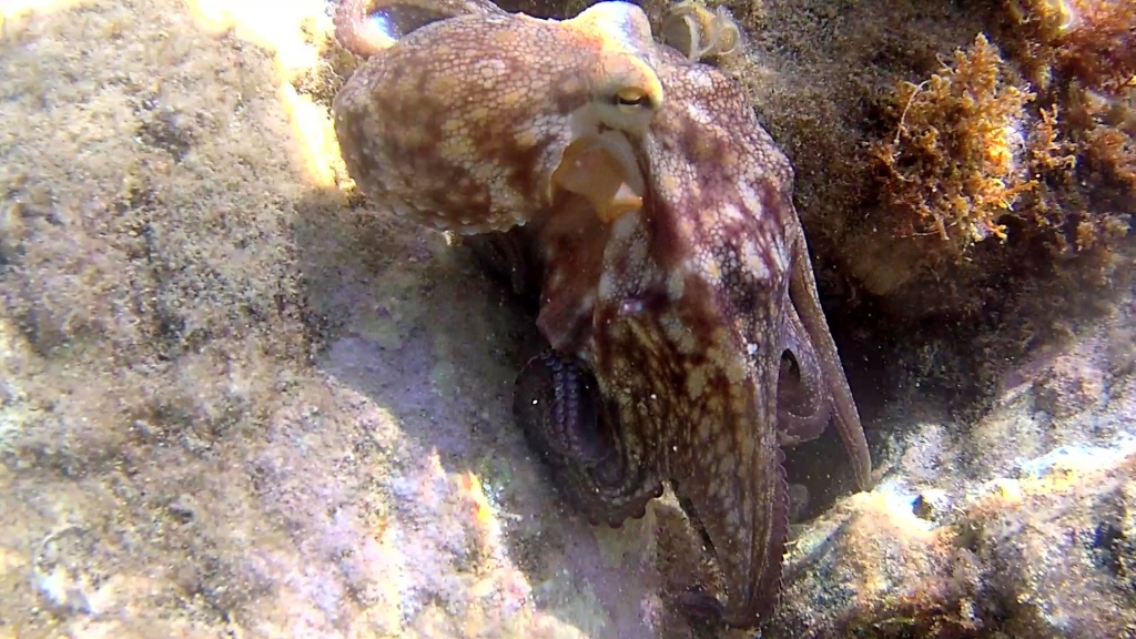 Polpo comune - Octopus vulgaris - intotheblue.it