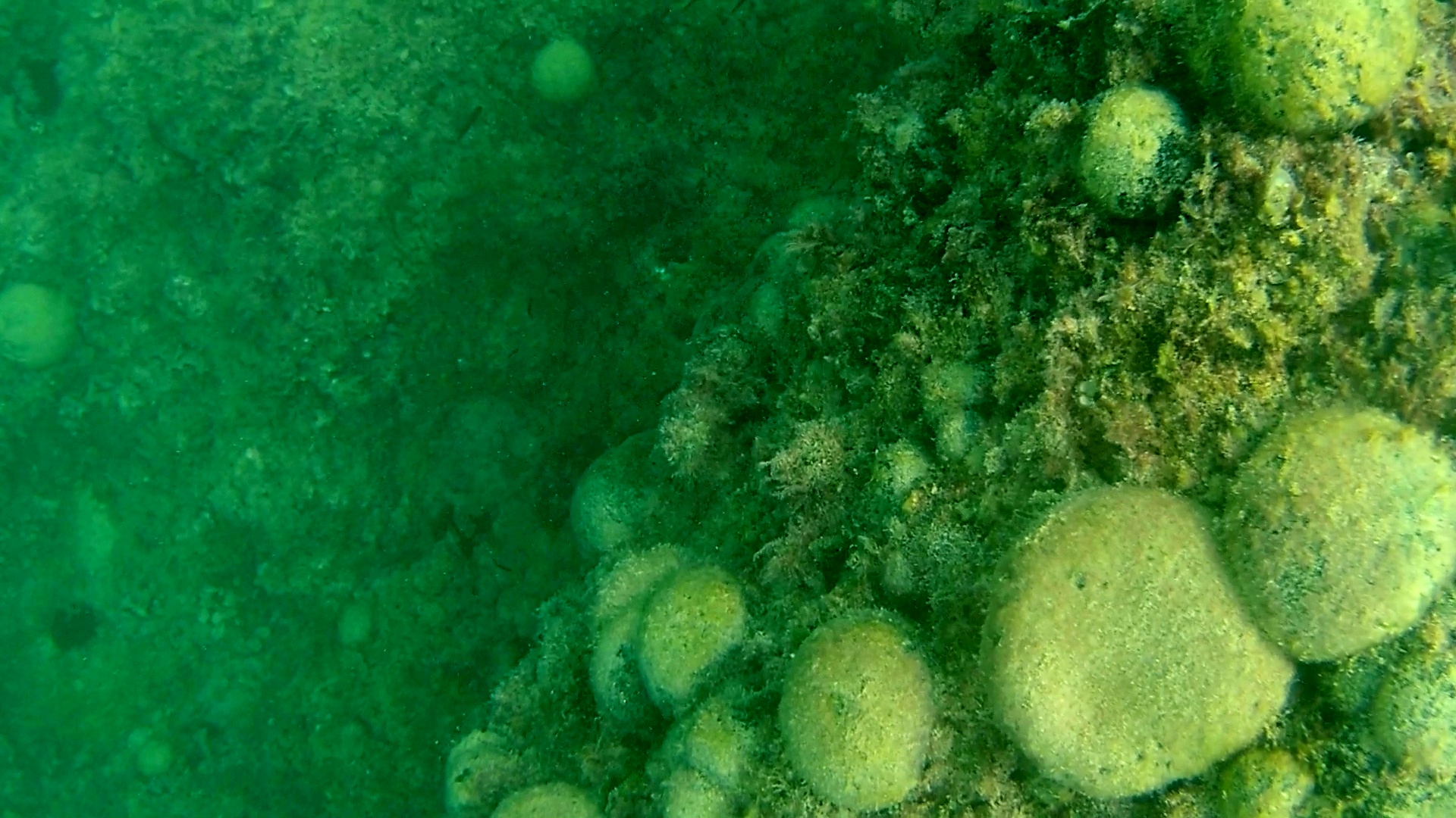 alga palla verde – seaweed green ball – codium bursa – intotheblue.it – vlcsnap-2018-12-27-14h03m44s590