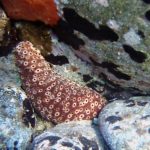 Oloturia Maculata Cetriolo di mare a punte scure - Holothuria sanctori