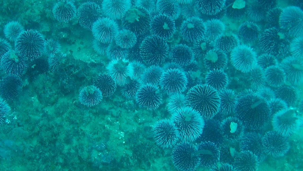 ricci di mare in riproduzione - sea urchins in reproduction - intotheblue.it