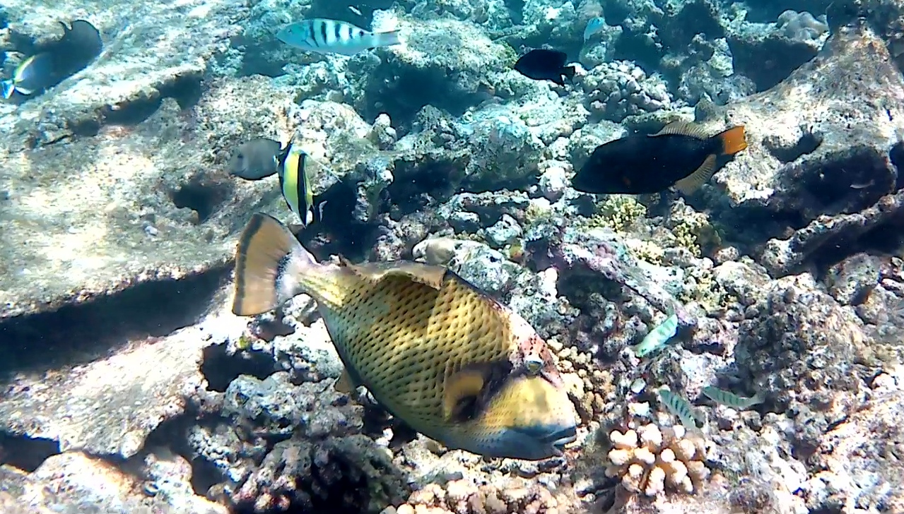 Pesce Balestra Titano - Balistoides viridescens
