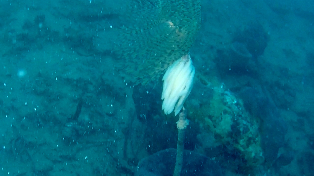 spirografo con uova calamaro – sabella spallanzanii with eggs of european squid – intotheblue.it – vlcsnap-2018-11-26-12h27m45s603