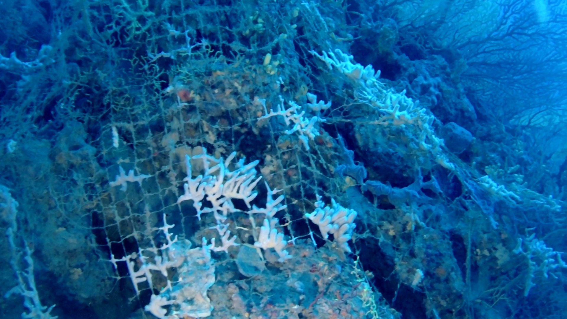 rete da pesca abbandonata colonizzata da spugne – abbandoned fishing net colonized by sponges – intotheblue.it – vlcsnap-2019-01-10-11h18m48s748