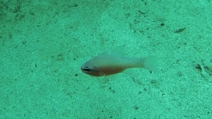 Mediterranean Cardinalfish