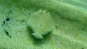 Wide-eyed Flounder - Bothus podas