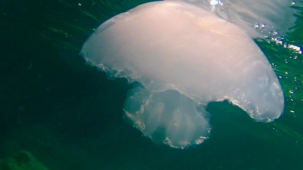 medusa parzialmente mangiata dai pesci - jellyfish partially eaten by fish - intotheblue.it