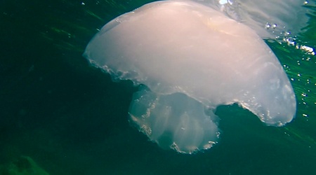 medusa parzialmente mangiata dai pesci - jellyfish partially eaten by fish - intotheblue.it