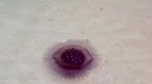 Tropical Jellyfish