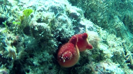 ascidia viola - halocynthia papillosa - red sea squirt - intotheblue.it