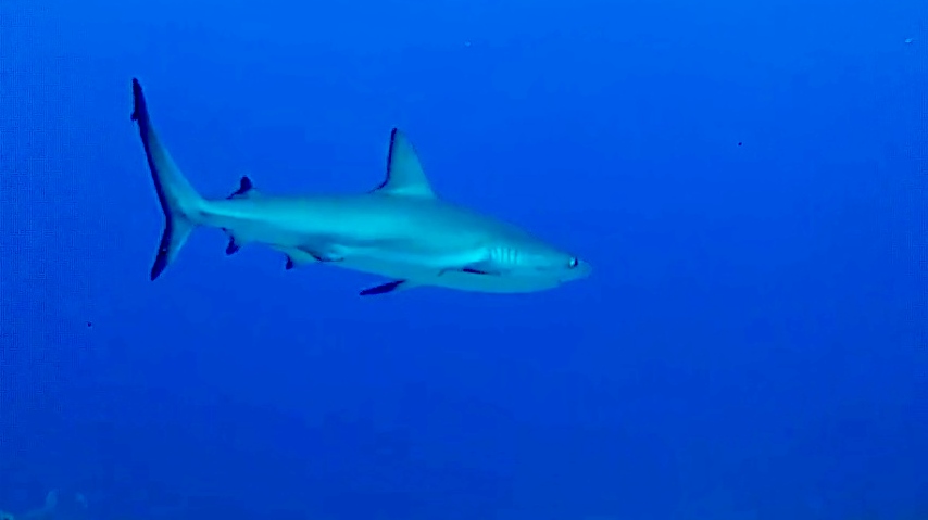 Squalo grigio – Carcharhinus plumbeus – sandbar Shark – intotheblue.it – vlcsnap-2019-04-02-17h16m09s659