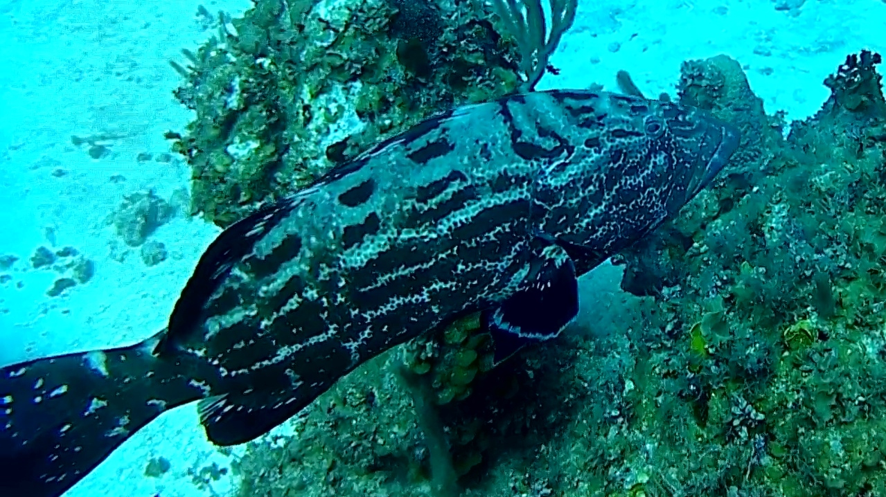 Cernia di Nassau – Epinephelus striatus – Cernia striata – Nassau grouper – intotheblue.it – vlcsnap-2019-04-04-14h36m10s837