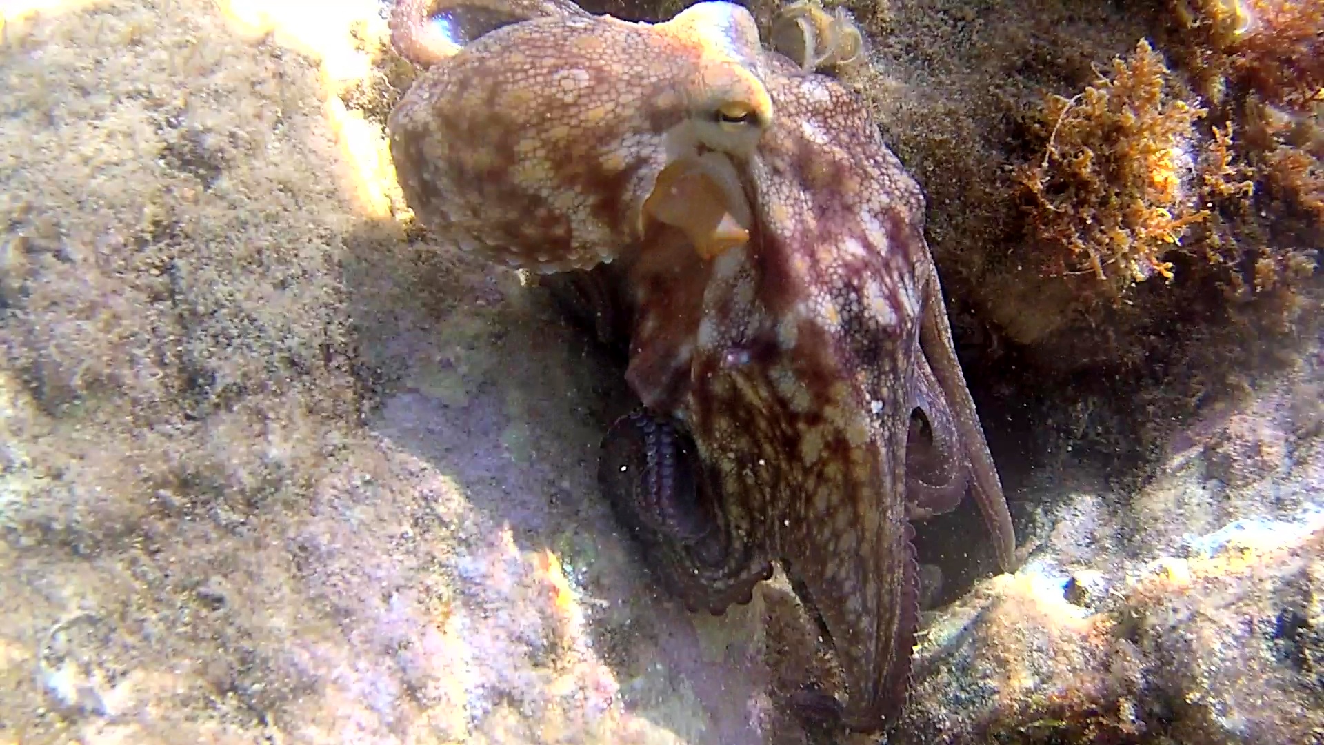 Polpo comune – Octopus vulgaris – intotheblue.it – vlcsnap-2019-04-05-15h12m38s335