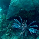 Pesce Scorpione - Pesce Leone - Pterois volitans