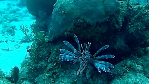 Pesce Scorpione - Pesce Leone - Pterois volitans