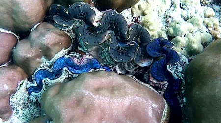 Tridacna Maxima - intotheblue.it