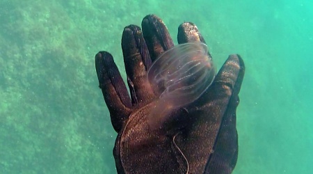 Noce di Mare - Sea Walnut - Mnemiopsis leidyi - intotheblue.it