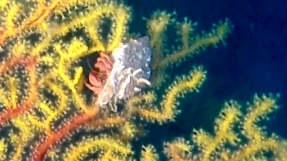 Paguro su gorgonia di Savalia Savaglia – Pagurus on Gold Coral – intotheblue.it – vlcsnap-2019-05-27-18h27m09s925