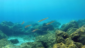 Piccoli di Barracuda Mediterraneo - Sphyraena viridensis