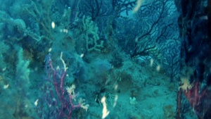 Mediterranean sea: underwater panorama breathtaking