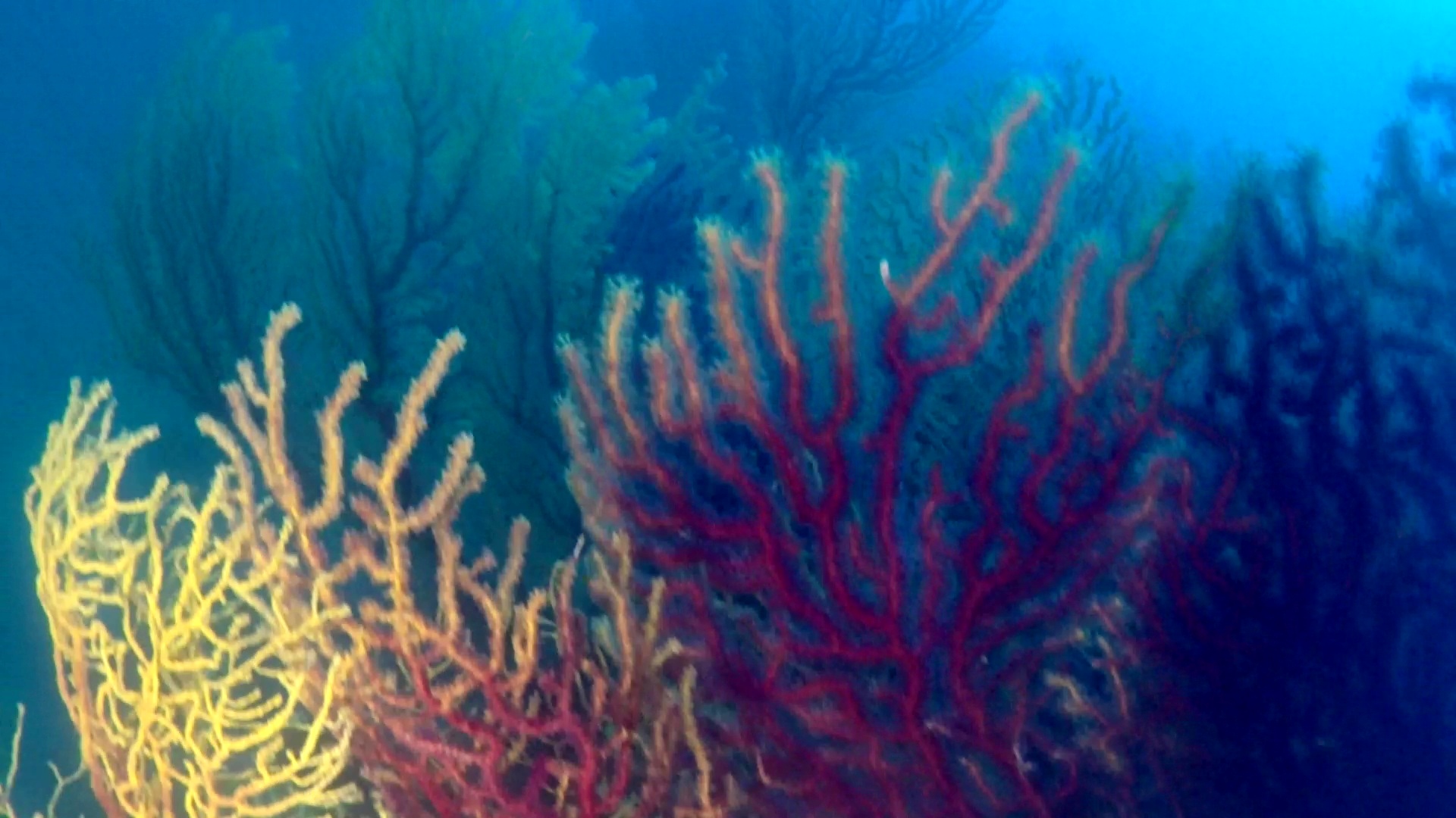 Bellissima colonia di Savalia Savaglia – Beautifull Gold Coral colony – intotheblue.it – vlcsnap-2019-05-28-14h28m42s738