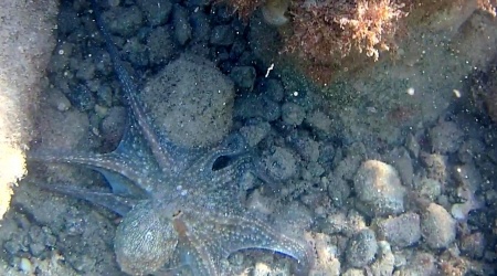 Polpo a caccia di cibo - Octopus vulgaris - Octopus hunting for food - intotheblue.it