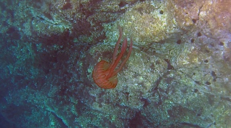 Medusa luminosa Pelagia noctiluca Mauve stinger Purple-striped jelly intoblue.it