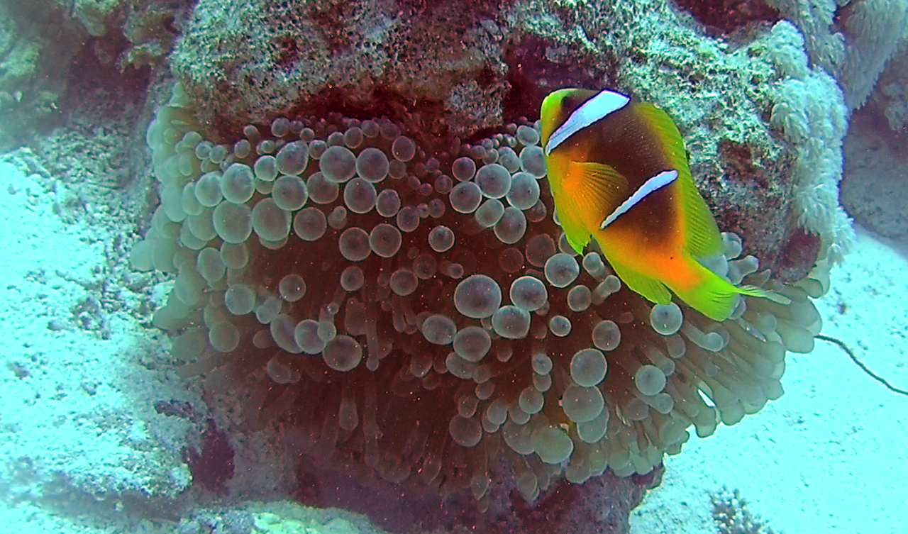 Il Pesce Pagliaccio dalla Coda Gialla – The Yellowtail Clownfish – Amphiprion clarkii – intotheblue.it – vlcsnap-2019-11-03-15h18m32s547