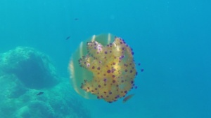 Simbiosi tra pesce e medusa