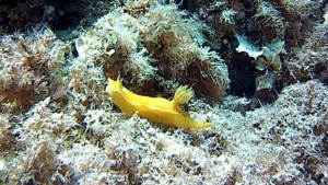 Yellow Dorid - Cinnabarina - Baptodoris cinnabarina
