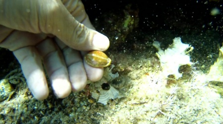 Luria lurida Ciprea Mediterranea intotheblue.it