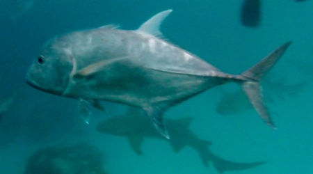 Giant Trevally - intotheblue.it