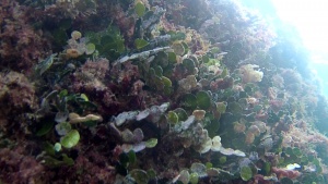Seaweed Halimeda tuna