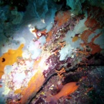 Pesce Cardinale - Apogon imberbis