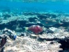 Pesce Pappagallo – Parrotfishes – intotheblue.it-2018-06-07-15h32m18s018-1024×582