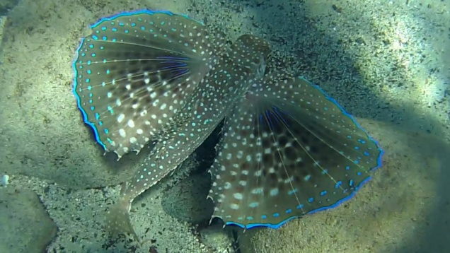 Pesce-civetta-Dactylopterus-volitans-Rondine-di-Mare-2019-08-15-22h36m33s349-1024×576