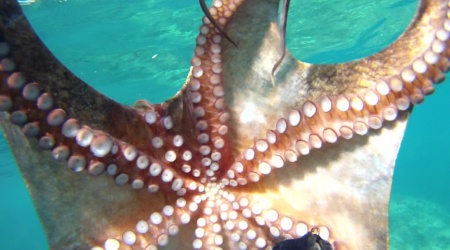 Polpo Octopus vulgaris Mar mediterraneo intotheblue.it