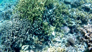 Il Corallo di Staghorn