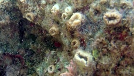 madrepora solitaria-scarlet coral-balanophyllia europea-2018-11-21-10h43m32s455-1024×575