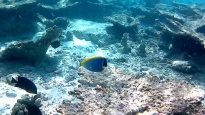 Pesce Chirurgo Blu - Paracanthurus hepatus
