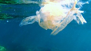 Un Mare di Plastica…?!