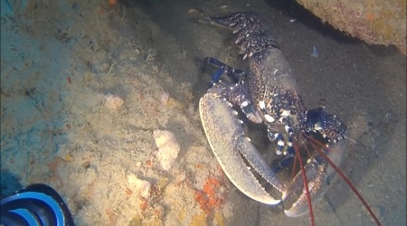 Astice Europeo - Homarus gammarus - intotheblue.it