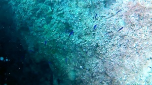 Blue Damselfish - Chromis chromis