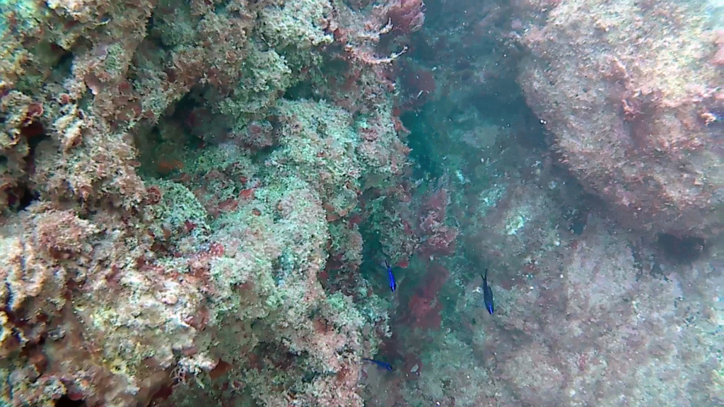 Castagnola Nera - Chromis chromis - Pesce blu elettrico