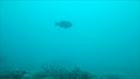Cernia bruna – Dusky grouper – Madagascar – Stefano-2016-12-22-16h27m00s204
