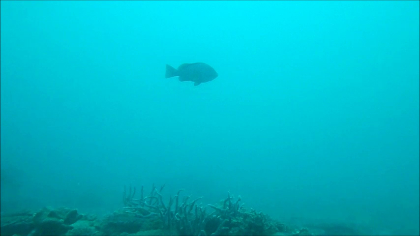 Cernia bruna - Dusky grouper - Madagascar - Stefano