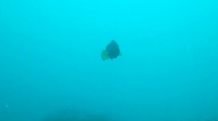 Cernia bruna - Dusky grouper - Madagascar - Stefano