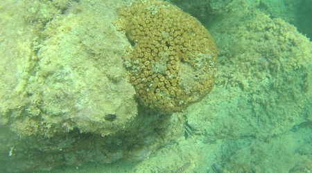 Cladocora caespitosa - Madrepora Cuscino Coral loaf - intotheblue.it