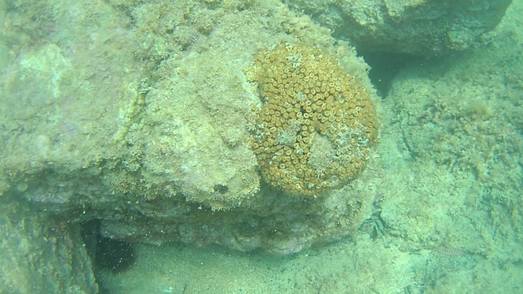 Cladocora caespitosa - Madrepora Cuscino Coral loaf - intotheblue.it