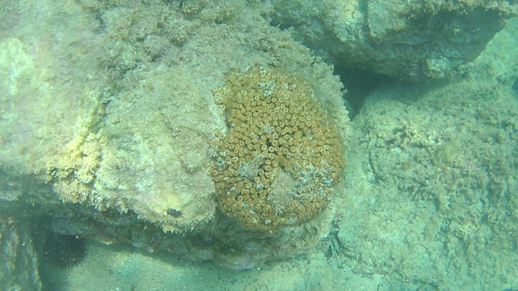 Cladocora caespitosa - Madrepora Cuscino Coral loaf - intotheblue.it