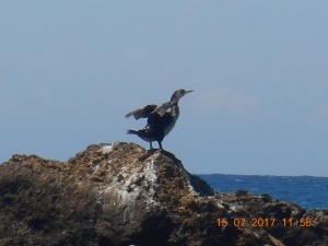 The hungry Cormorant